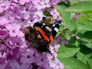 Atalanta (Vanessa atalanta)