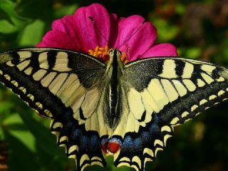 Krlangkuyruk (Papilio machaon)