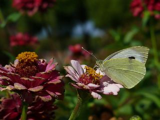 Byk Beyazmelek  (Pieris brassicae)