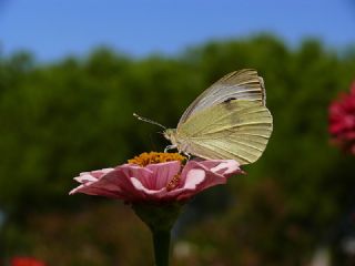 Byk Beyazmelek  (Pieris brassicae)