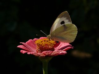 Byk Beyazmelek  (Pieris brassicae)