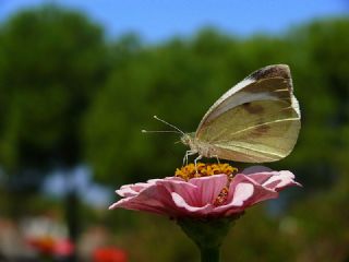 Byk Beyazmelek  (Pieris brassicae)