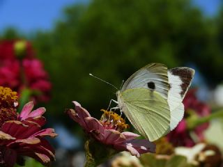 Byk Beyazmelek  (Pieris brassicae)