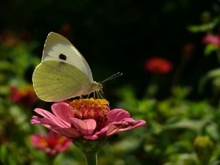 Byk Beyazmelek  (Pieris brassicae)