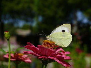 Byk Beyazmelek  (Pieris brassicae)