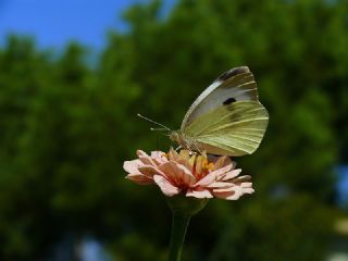 Byk Beyazmelek  (Pieris brassicae)