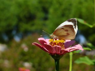 Byk Beyazmelek  (Pieris brassicae)