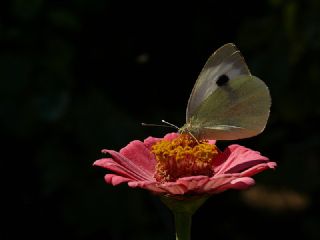 Byk Beyazmelek  (Pieris brassicae)