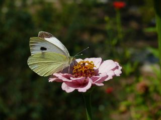 Byk Beyazmelek  (Pieris brassicae)