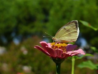 Byk Beyazmelek  (Pieris brassicae)