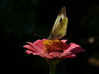 Byk Beyazmelek  (Pieris brassicae)