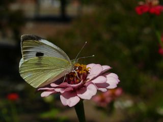 Byk Beyazmelek  (Pieris brassicae)