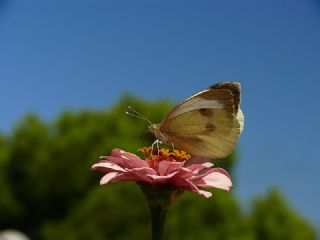 Byk Beyazmelek  (Pieris brassicae)