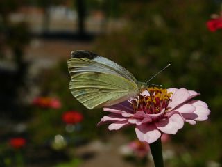 Byk Beyazmelek  (Pieris brassicae)