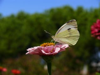 Byk Beyazmelek  (Pieris brassicae)