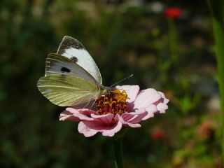 Byk Beyazmelek  (Pieris brassicae)