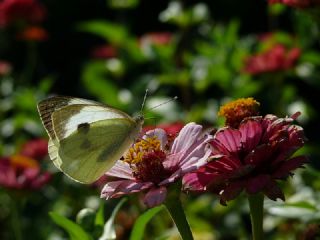 Byk Beyazmelek  (Pieris brassicae)