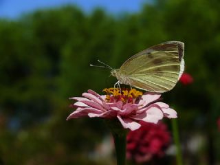 Byk Beyazmelek  (Pieris brassicae)