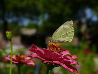 Byk Beyazmelek  (Pieris brassicae)