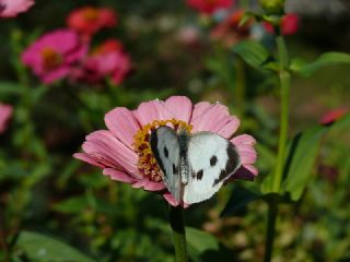 Byk Beyazmelek  (Pieris brassicae)