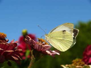 Byk Beyazmelek  (Pieris brassicae)