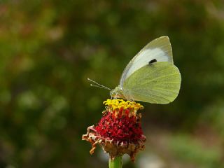 Byk Beyazmelek  (Pieris brassicae)