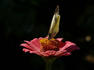 Byk Beyazmelek  (Pieris brassicae)