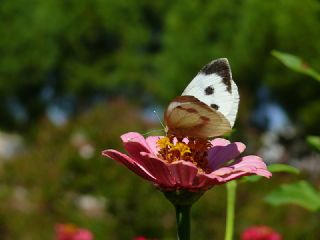 Byk Beyazmelek  (Pieris brassicae)