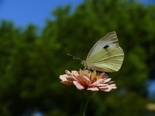 Byk Beyazmelek  (Pieris brassicae)