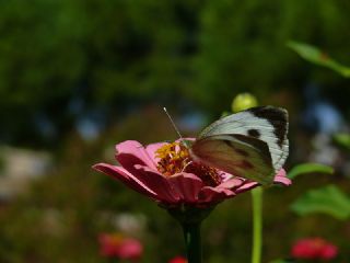 Byk Beyazmelek  (Pieris brassicae)