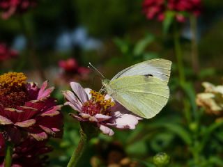 Byk Beyazmelek  (Pieris brassicae)