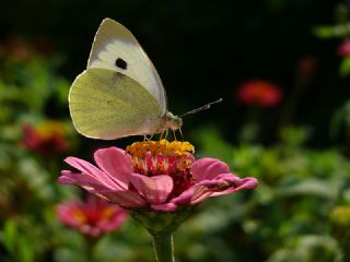 Byk Beyazmelek  (Pieris brassicae)