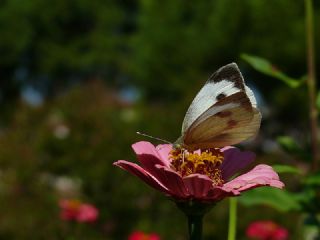 Byk Beyazmelek  (Pieris brassicae)