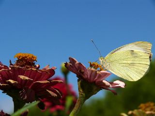 Byk Beyazmelek  (Pieris brassicae)