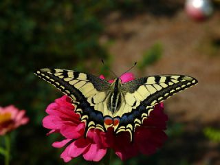 Krlangkuyruk (Papilio machaon)