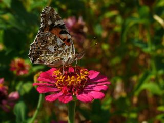 Diken Kelebei (Vanessa cardui)