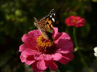 Diken Kelebei (Vanessa cardui)