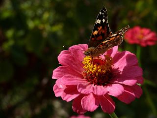 Diken Kelebei (Vanessa cardui)