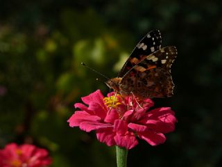 Diken Kelebei (Vanessa cardui)