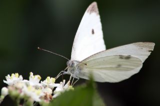 Kk Beyazmelek (Pieris rapae)