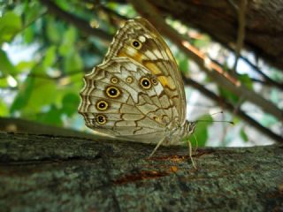 okgzl Mavi (Polyommatus icarus)