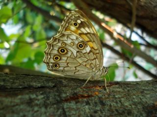 Aa Esmeri (Kirinia roxelana)