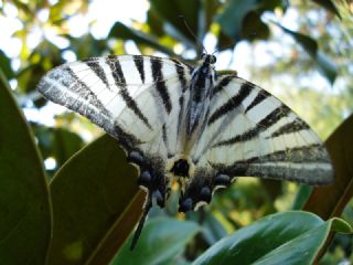 Erik Krlangkuyruk (Iphiclides podalirius)