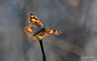 itlembik Kelebei (Libythea celtis)