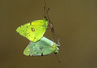 Sar Azamet (Colias croceus)
