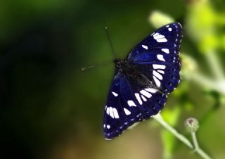 Akdeniz Hanmeli Kelebei (Limenitis reducta)