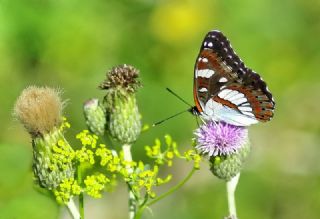 Akdeniz Hanmeli Kelebei (Limenitis reducta)