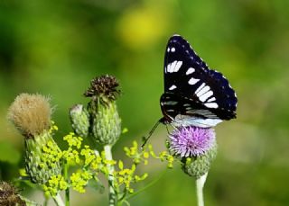 Akdeniz Hanmeli Kelebei (Limenitis reducta)