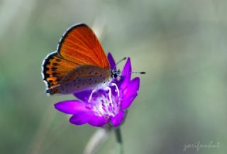 Kk Ate Gzeli (Lycaena thersamon)
