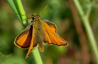 Sar Antenli Zpzp (Thymelicus sylvestris)